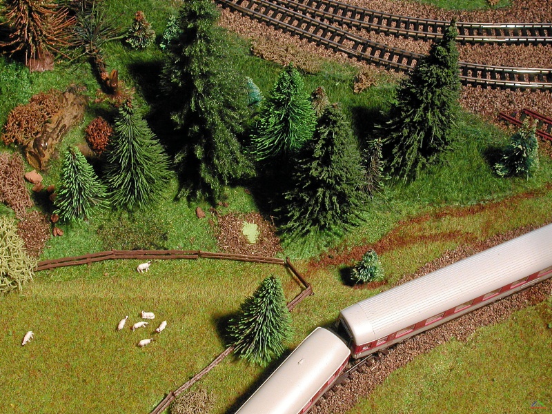 078 Schafsmilch fuer Enntaler Kaese.JPG - Diese Schafe erzeugen die Milch für Enntaler Käse-Spezialitäten